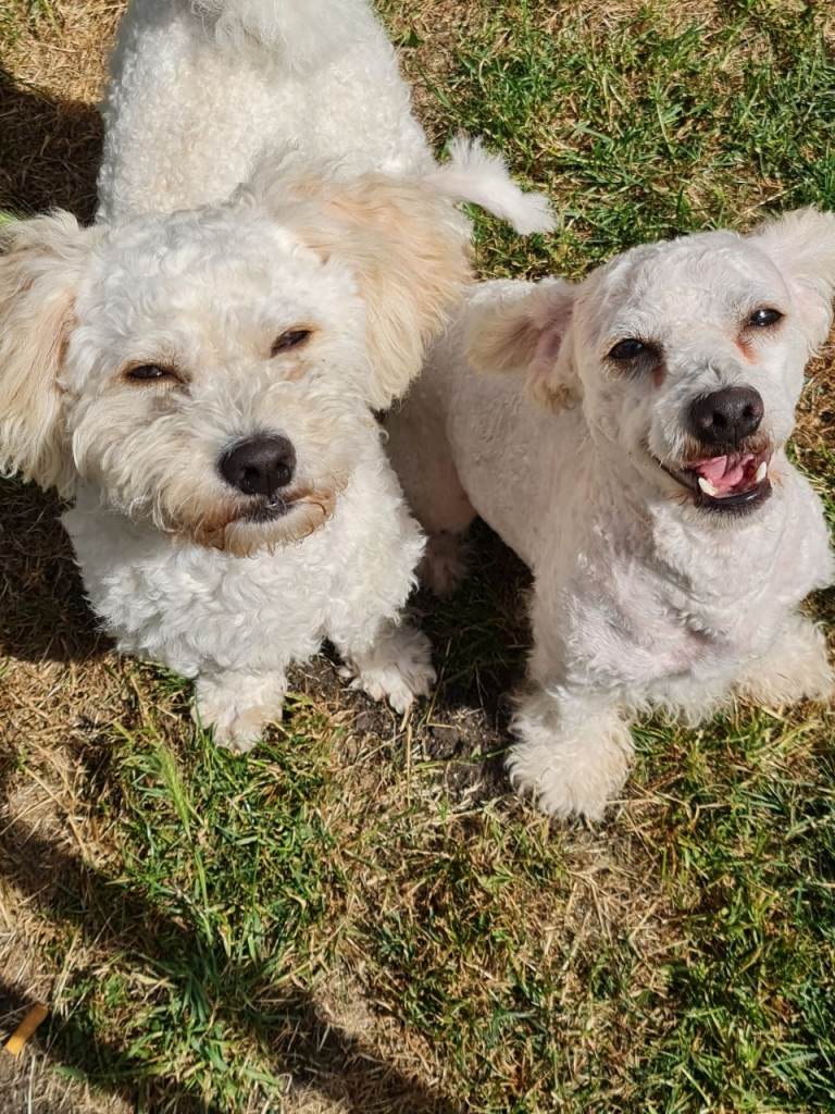 2 Bichon Frise x Maltese dogs 