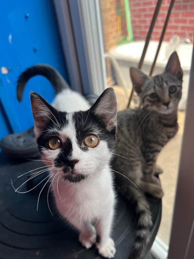 Adorable kittens looking for a loving home 