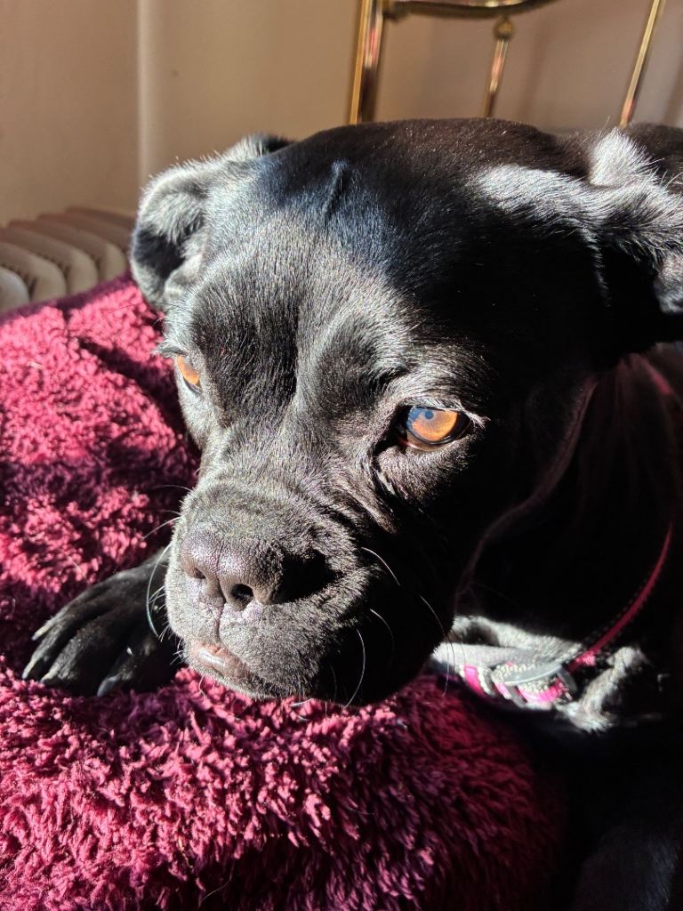 8 month old needs new home