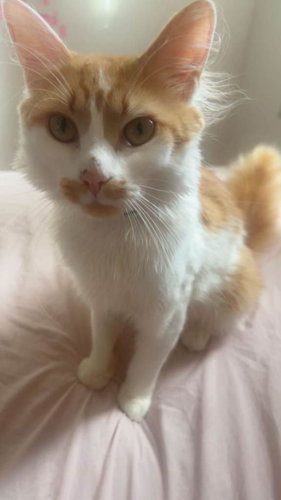 Cat looking for a new home 