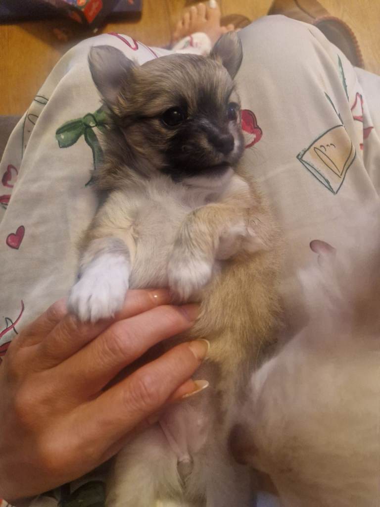 Female chihuahua puppy