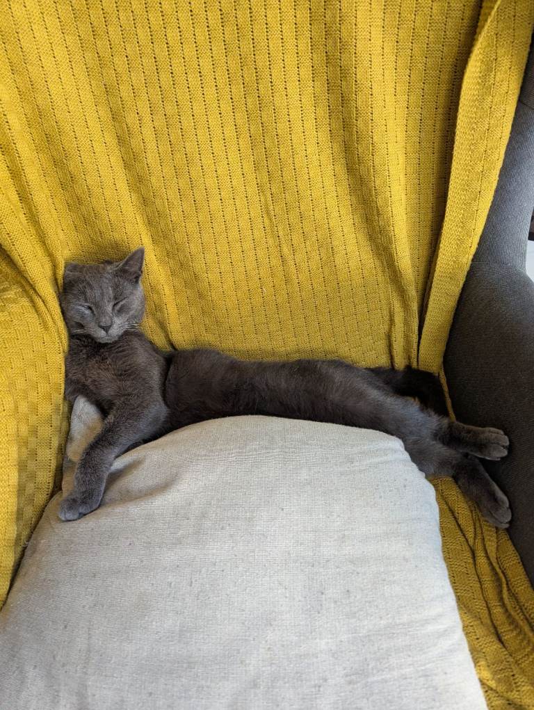 Pippin - 1 year old male cat