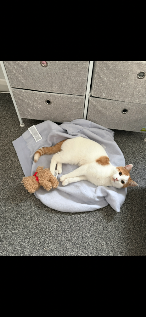 Kitten (Female)