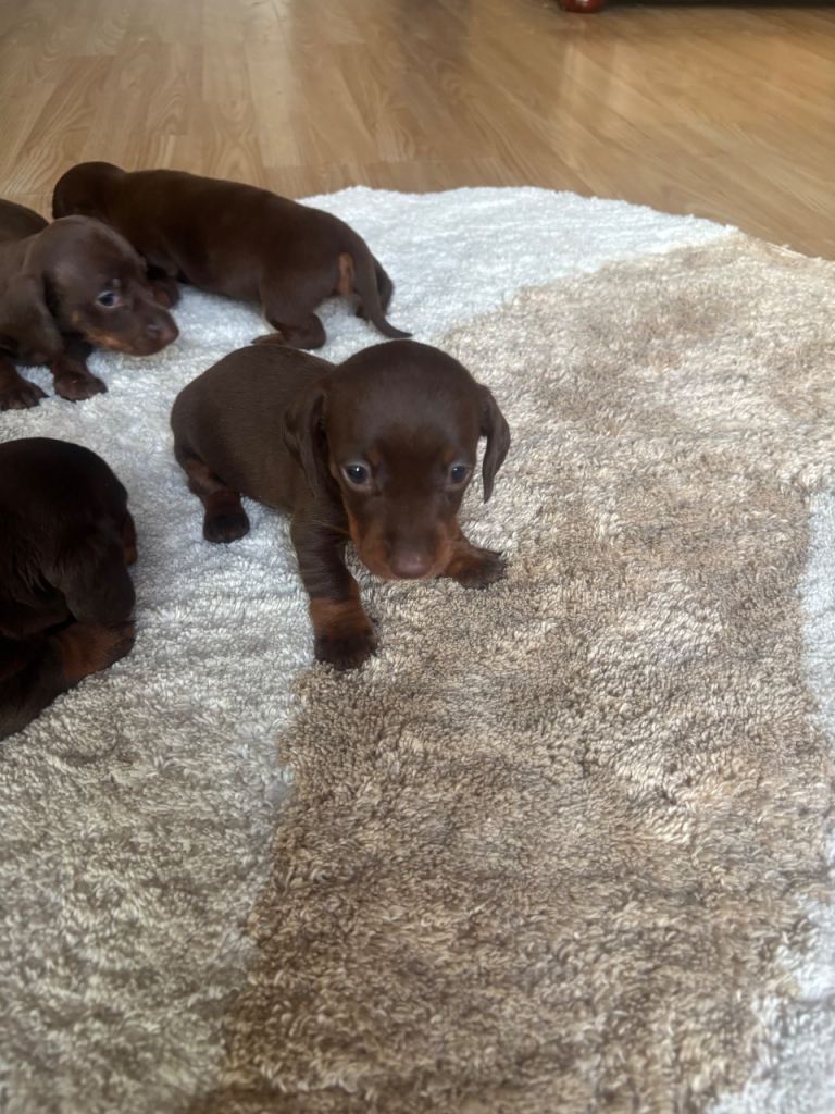 Daschunds 