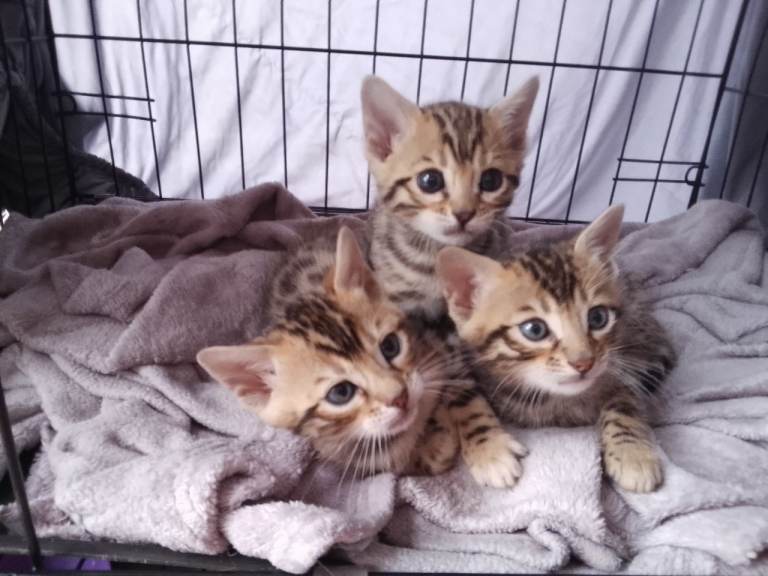 Bengal babies!