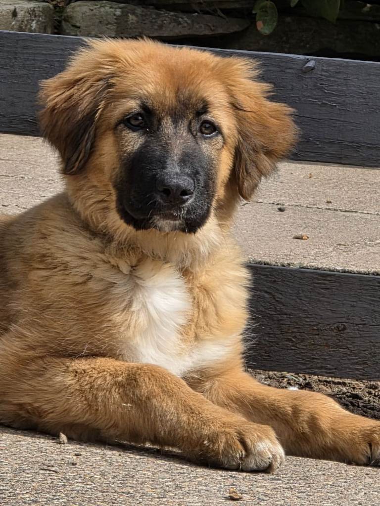 Rare Highland Shepherd Puppies Alabai Cross