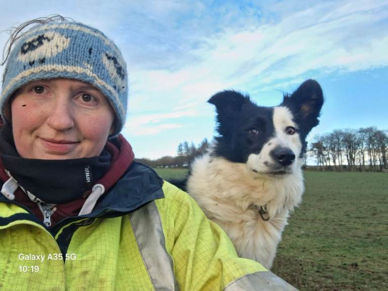 Collie bitch  4 years old 