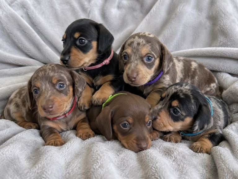 Miniature Dachshund Puppies