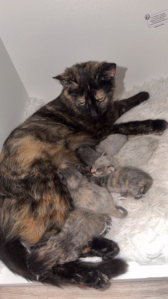 Kittens ready in JULY- Reserve to watch me grow 🤍