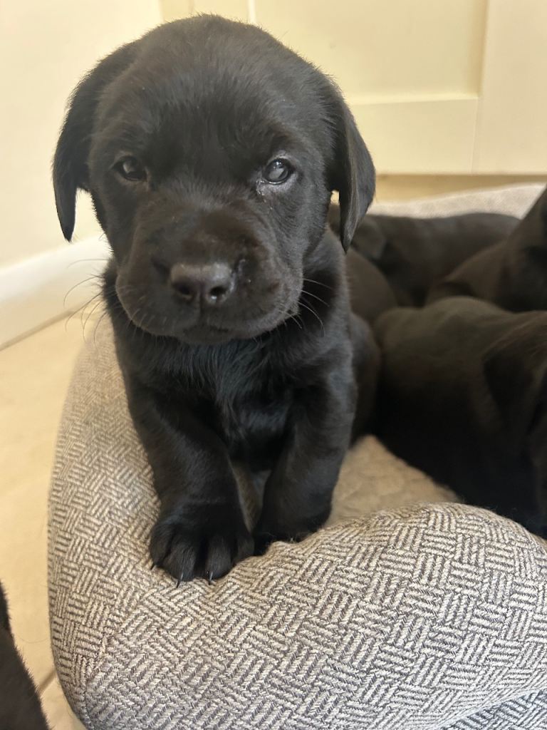Labrador Retriever Puppies 