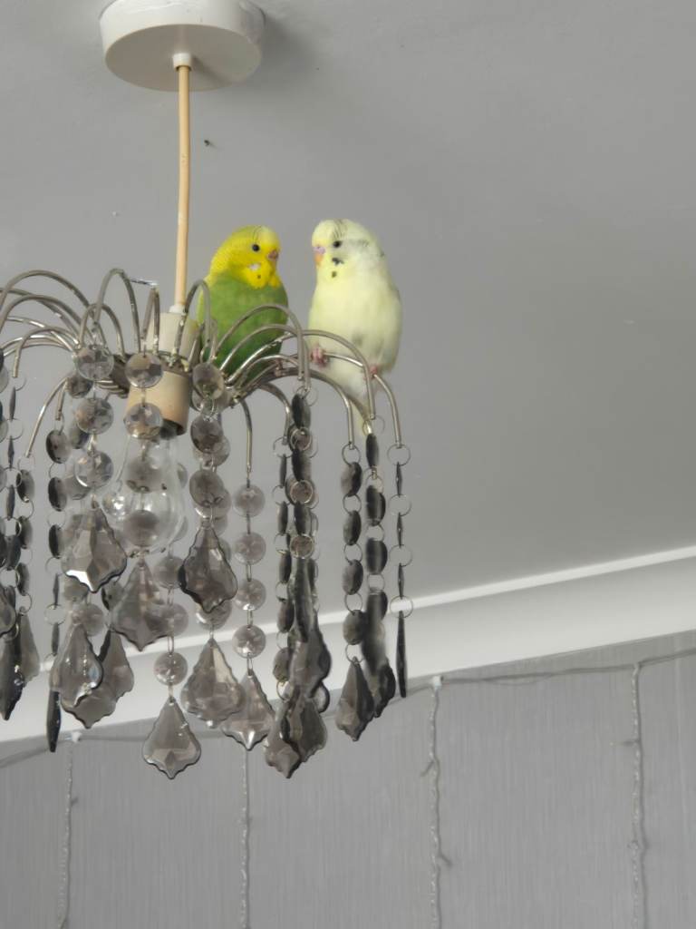  2 x Budgies