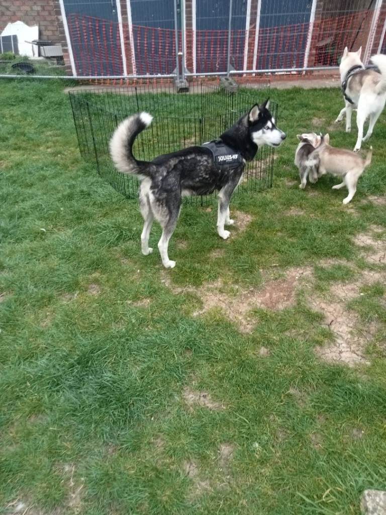 Siberian Husky Puppies 