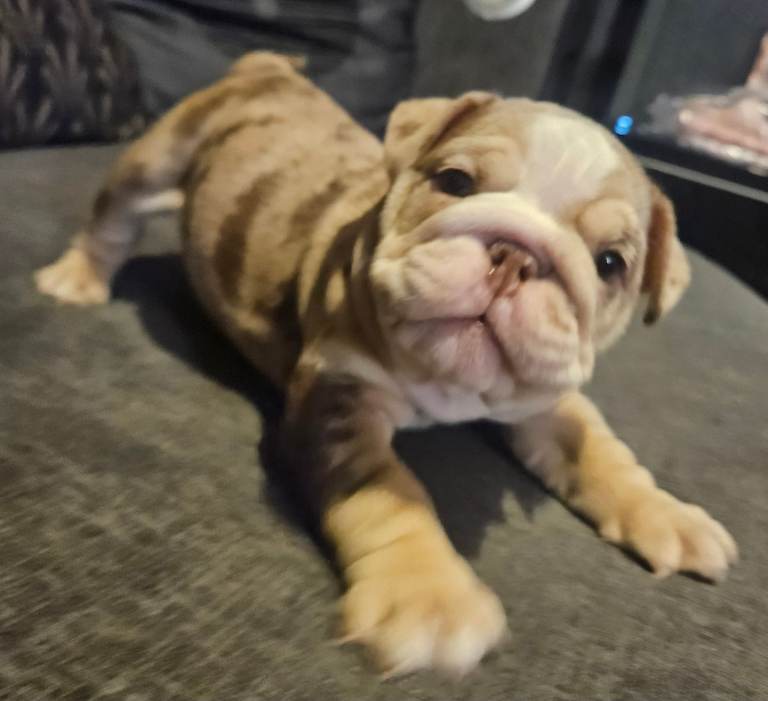KC English bulldog puppies