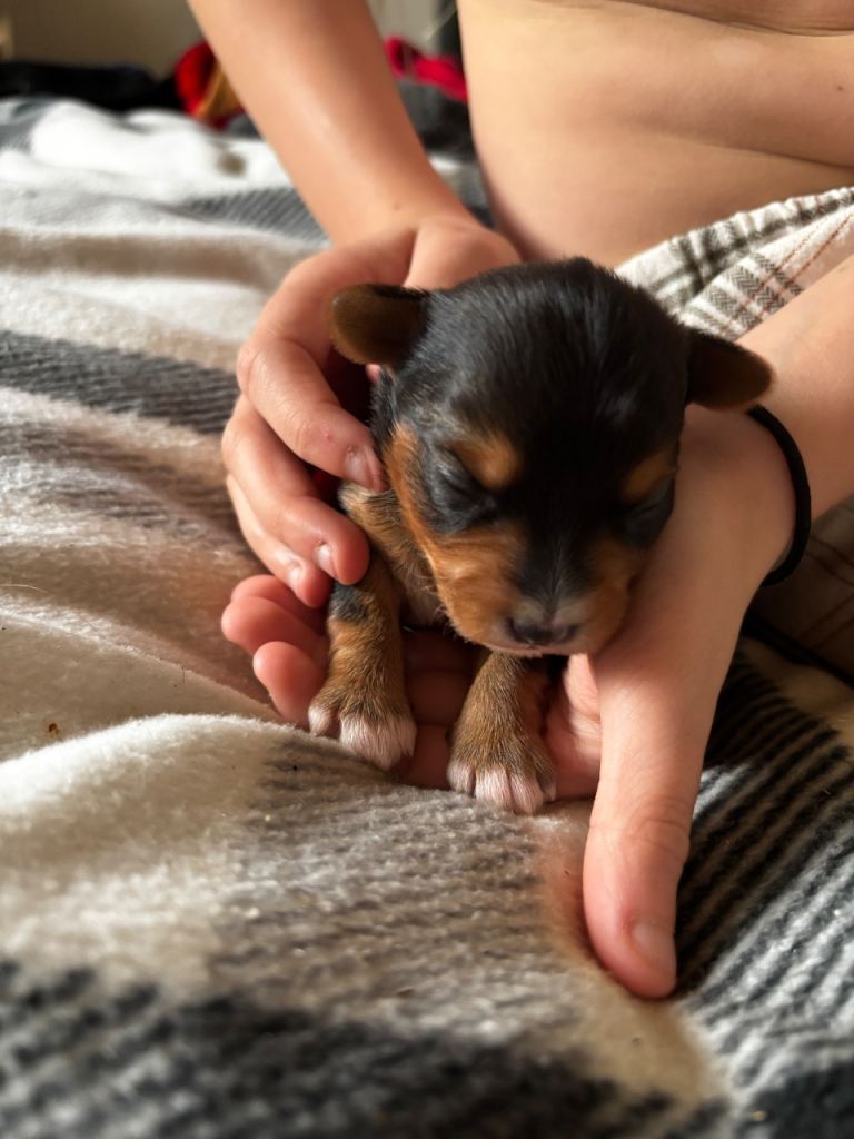 Gorgeous Yorkshire terriers (choco and gold dust)