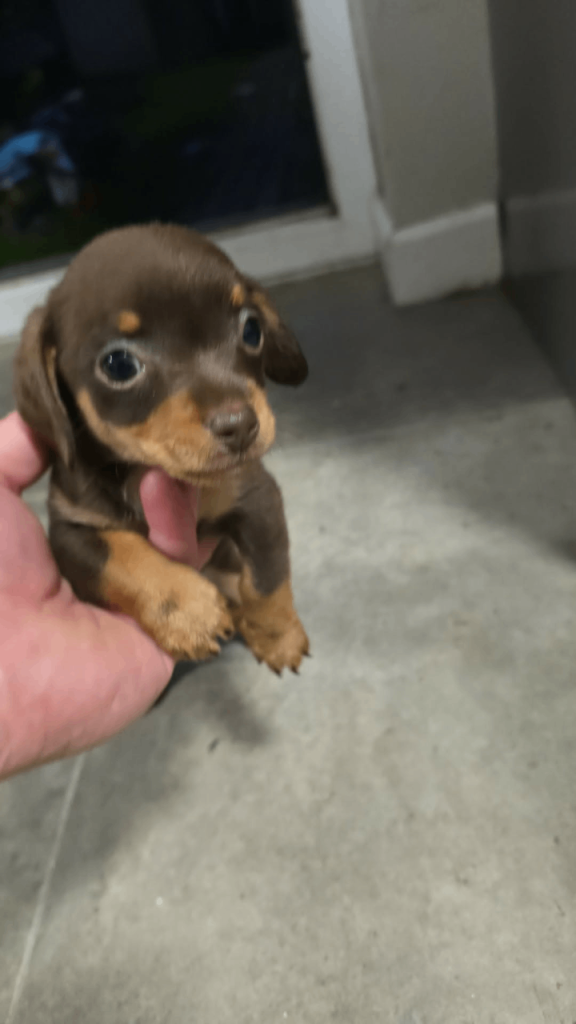 Chiweenie puppies
