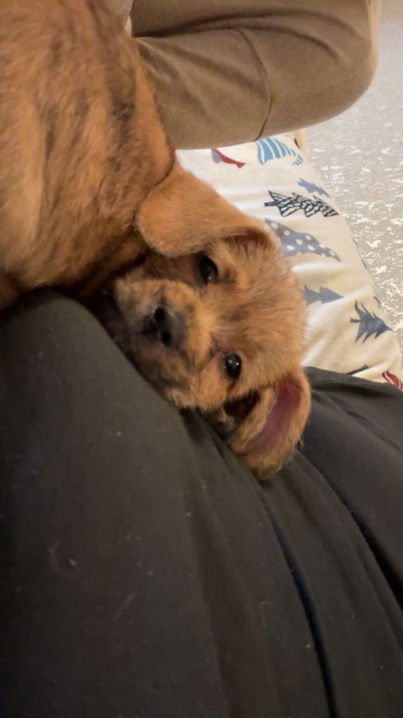 dachsund / shihtzu puppie