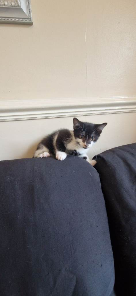 Beautiful kittens need new homes