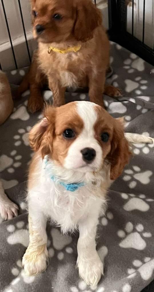 Cavalier king Charles 