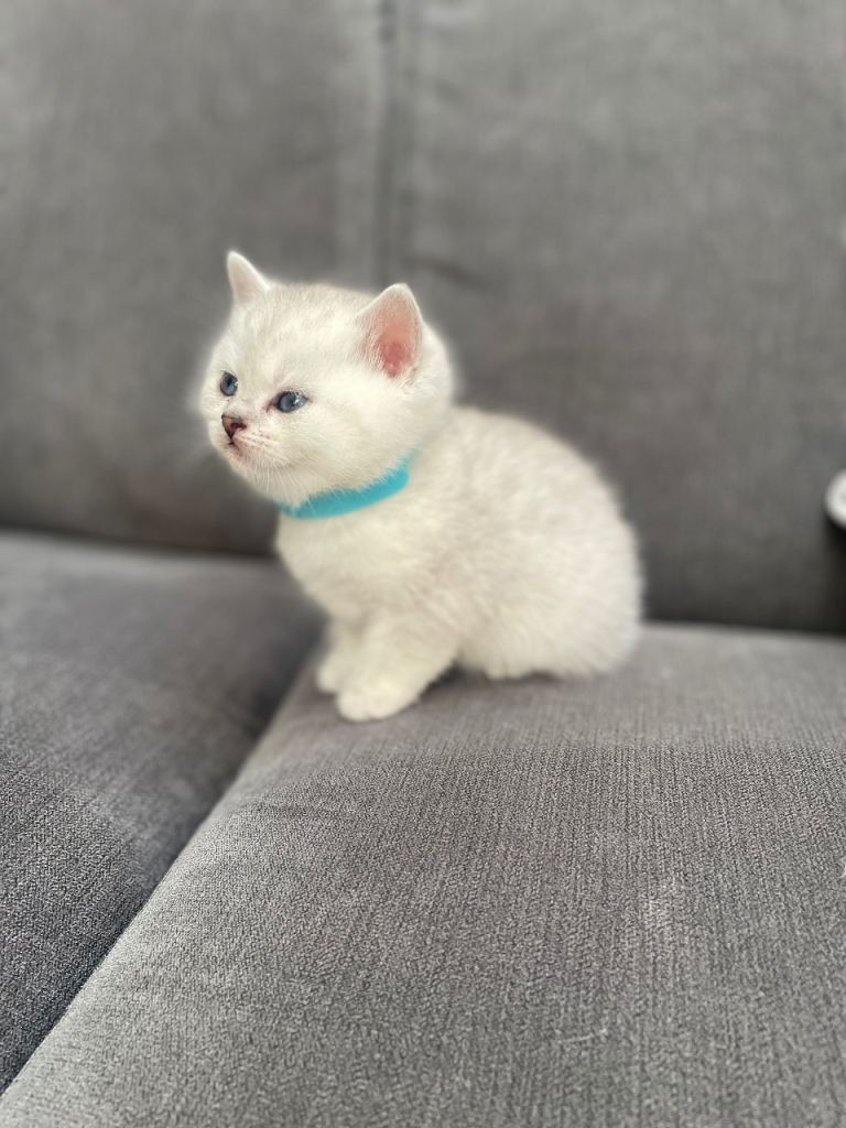 Pedigree British Short Hair Kittens