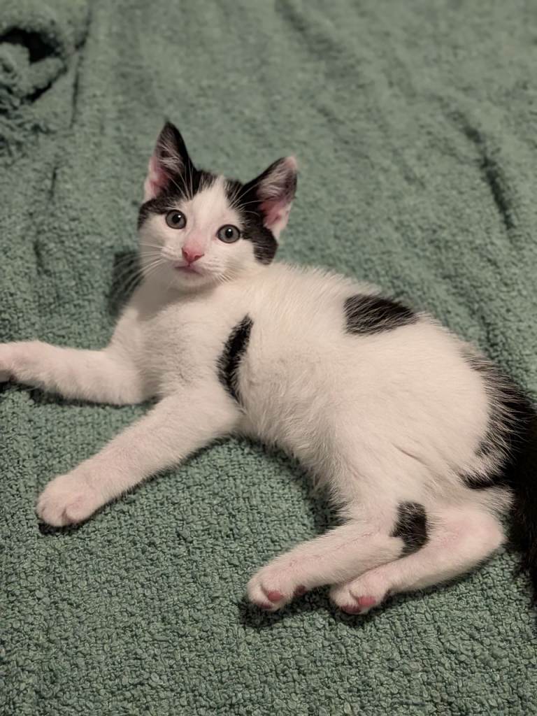 Adorable male kitten