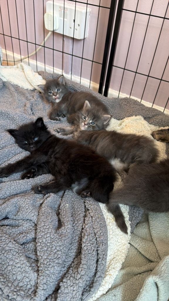 maine coon kittens for sale