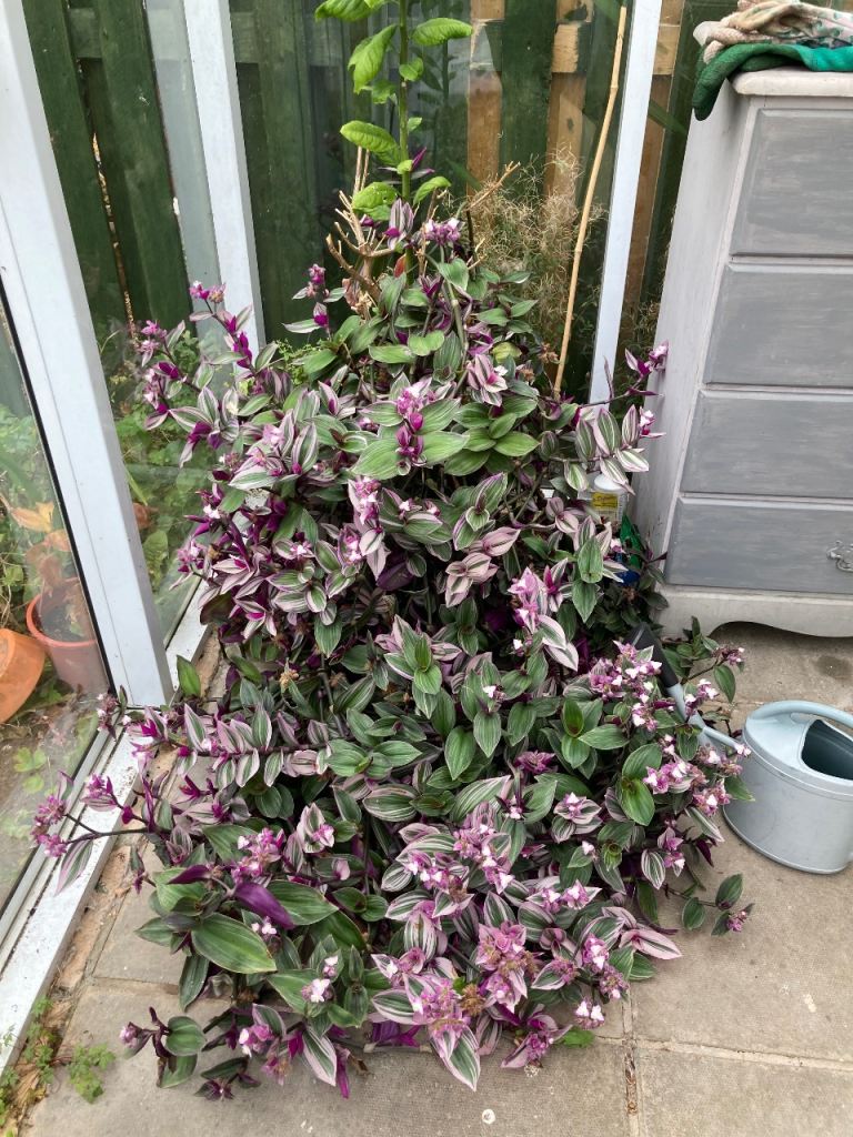 Big Beautiful indoor/conservatory plant and orange tree £30