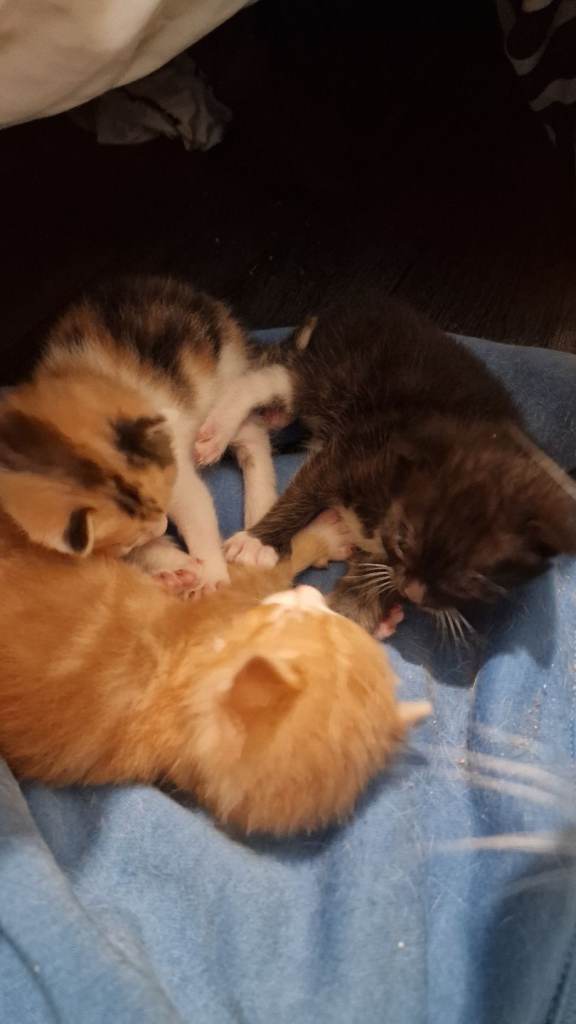 🐱 3 Beautiful Kittens – Ready 12th July