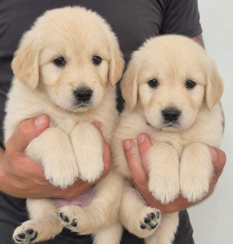 Golden retriever pups 