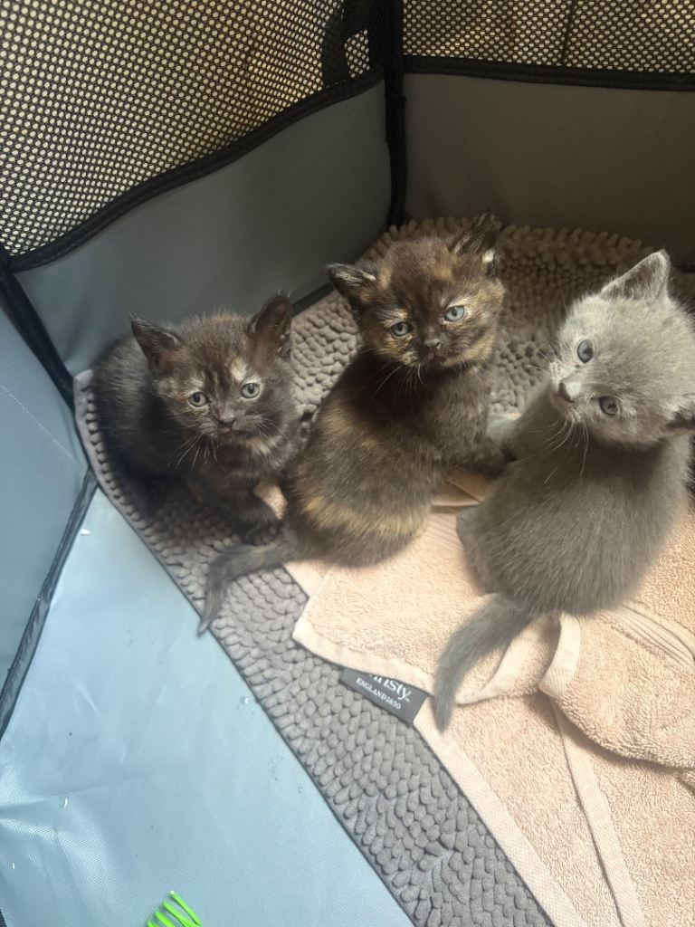 🐾 2 Beautiful female Kittens Looking for Their Forever Homes 🐾