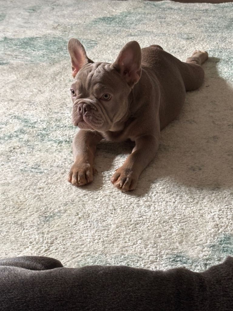 French bulldog pups