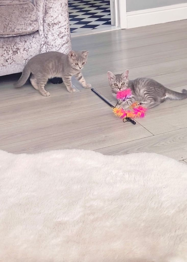 British shorthair kittens
