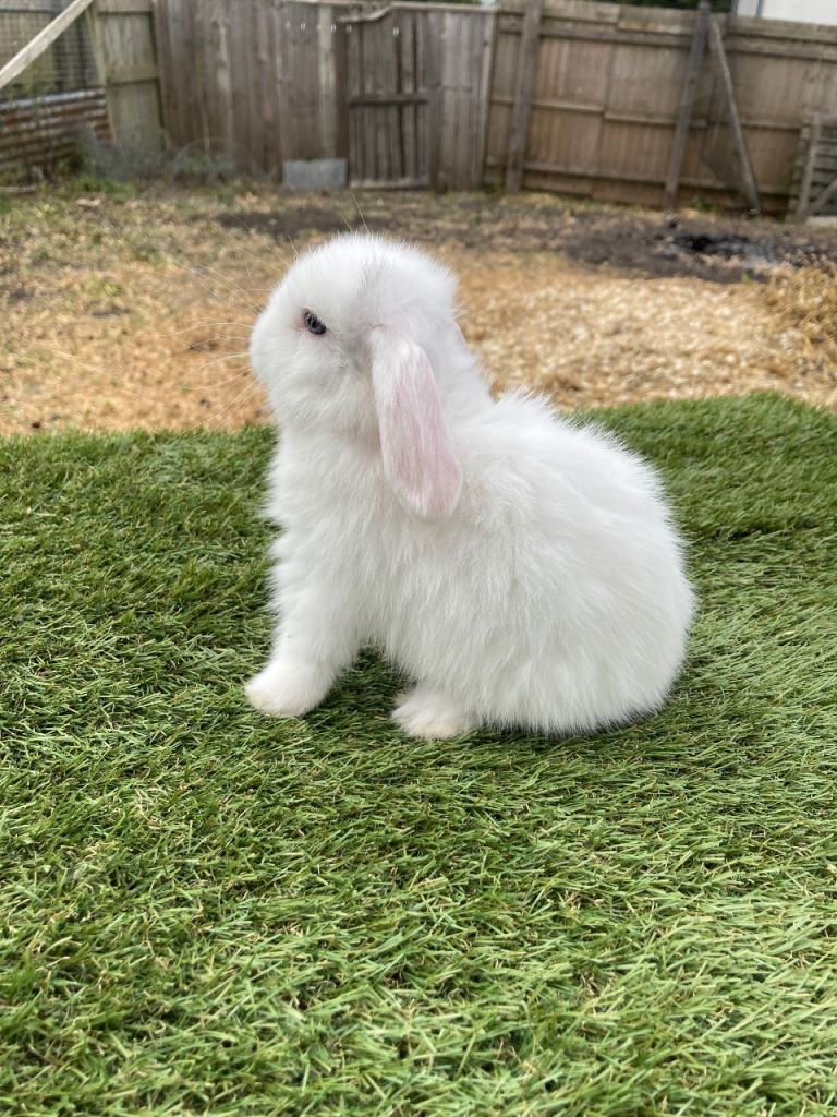 Purebred mini lops
