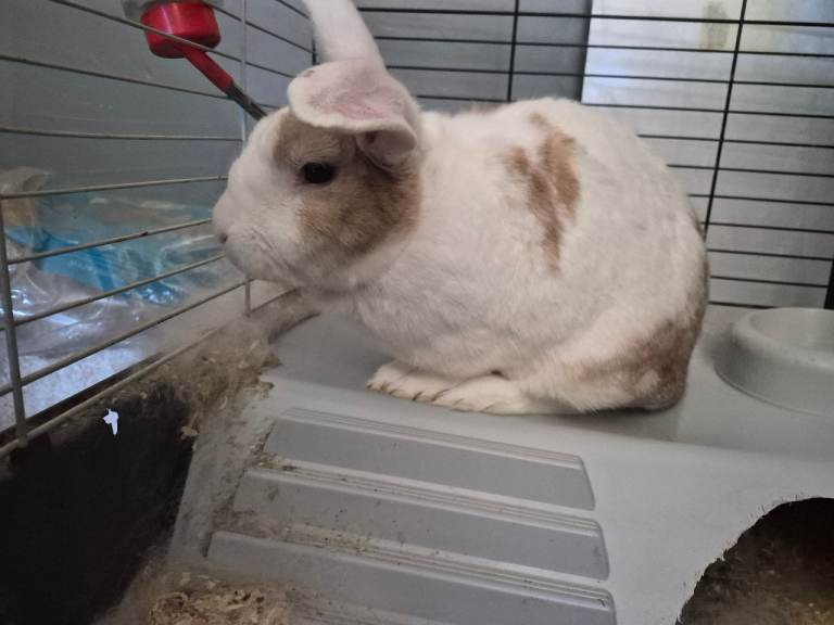 Rabbit 