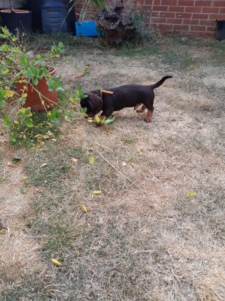 Miniature Wire haired dachshunds/Teckels   