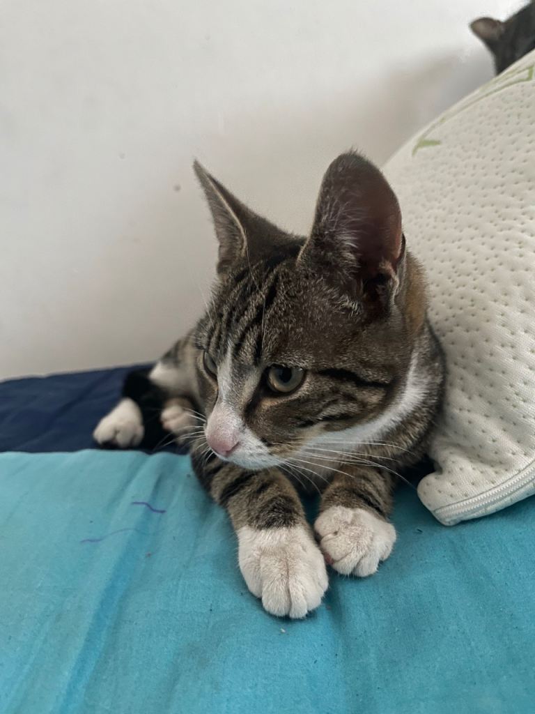  Tabby kitten looking for a new home 