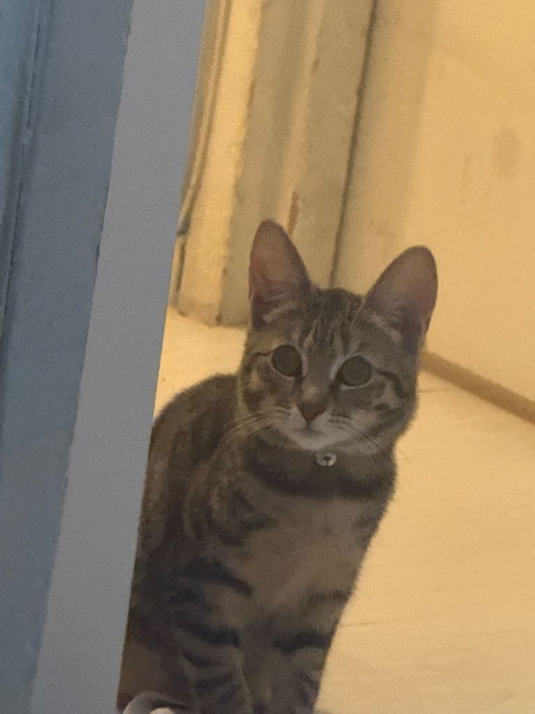 Beautiful Female Tabby Cat