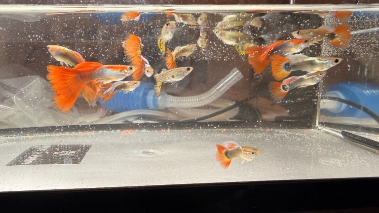 Tropical fish for sale