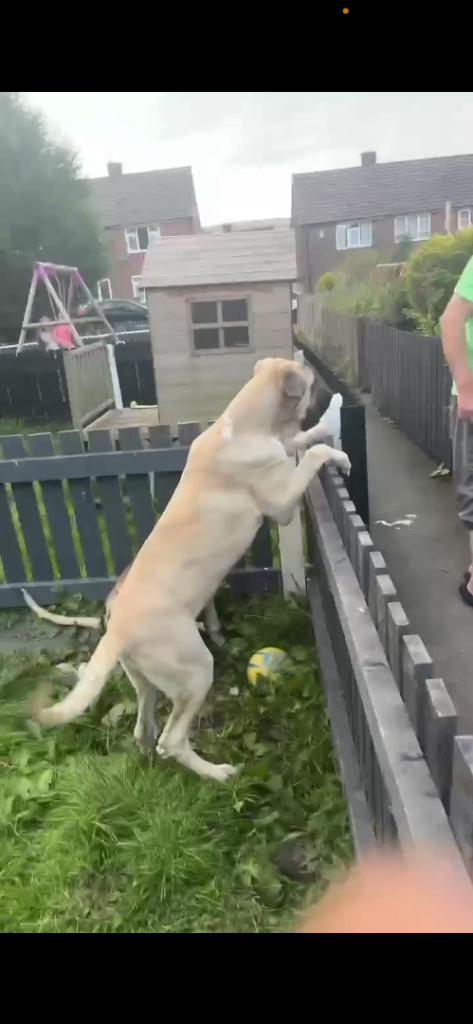 Bully kuttah x mastiff kangal