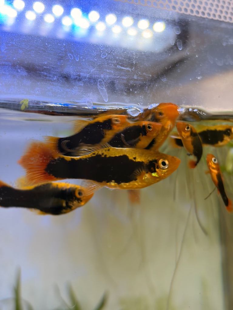 Young Platy | Few months old