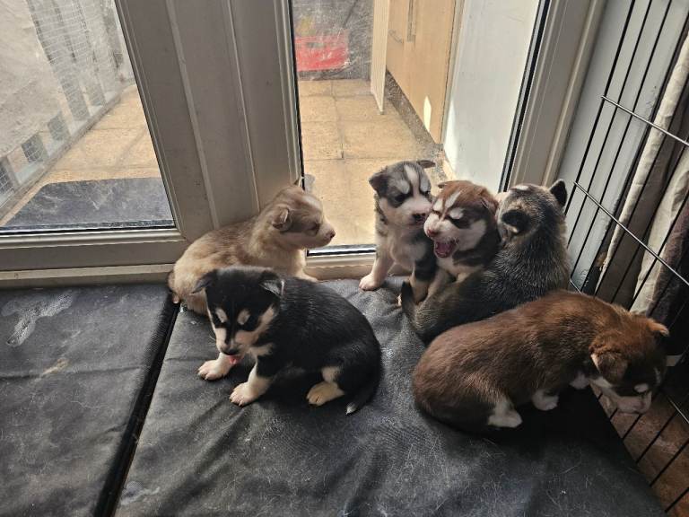 Beautiful litter of 6 husky puppies 
