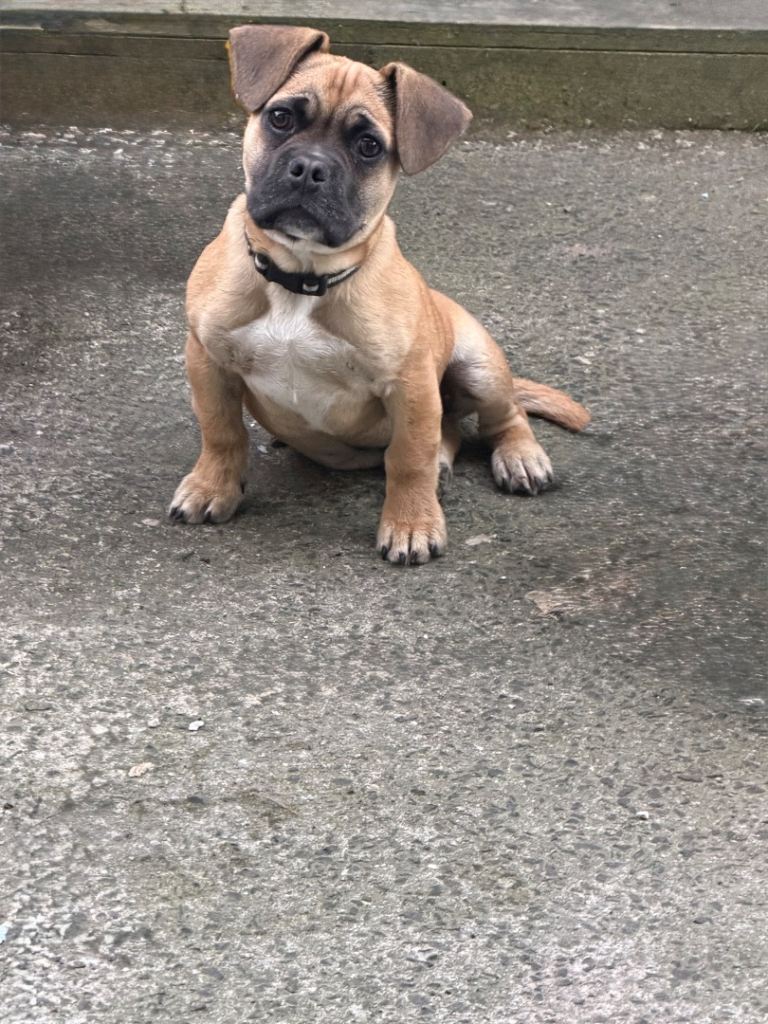 French bulldog mix 