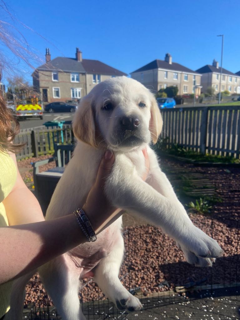 Labradoodle pups **3 left**