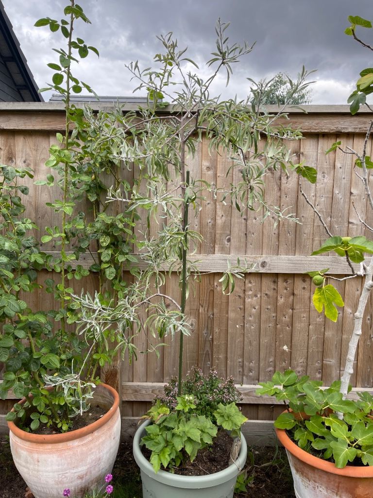 Established Russian Olive Tree in Pot – Healthy Garden Plant