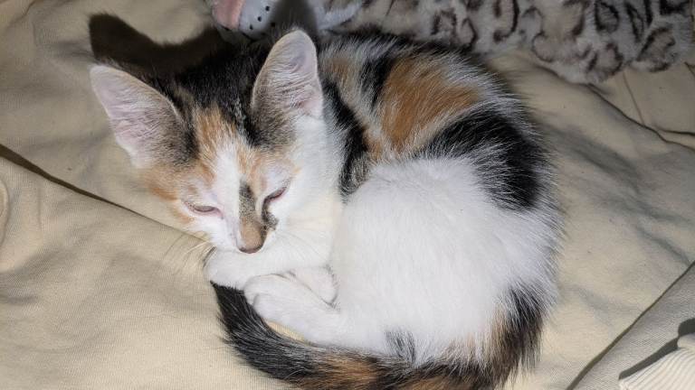 8 week old female Calico kitten 