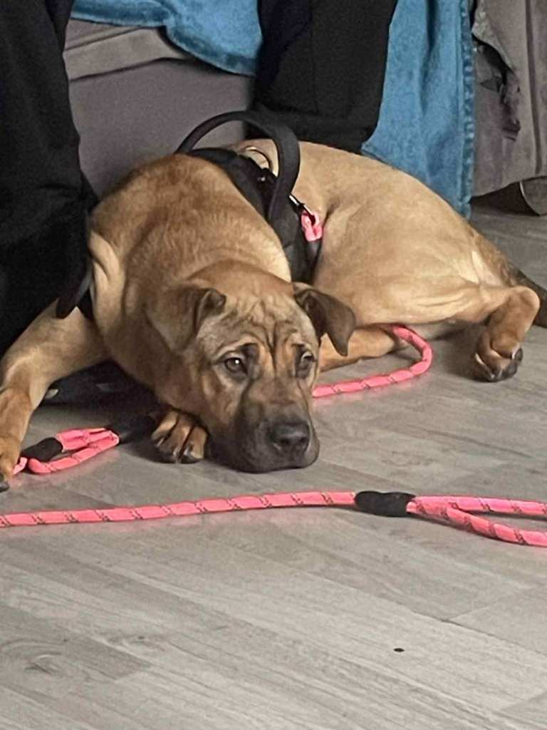 Shar pei girl pup full bred 