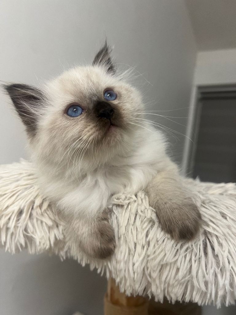 Ragdoll kittens 