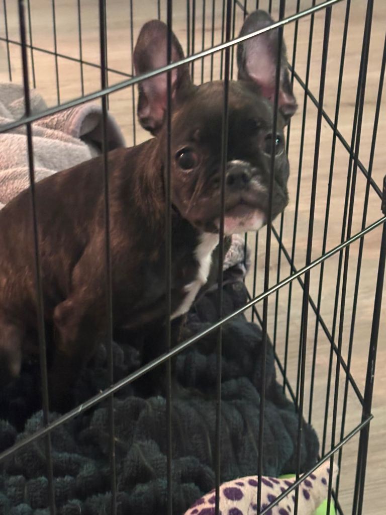 Beautiful French bulldog puppies for sale 1 girl left (brindle boy reserved)