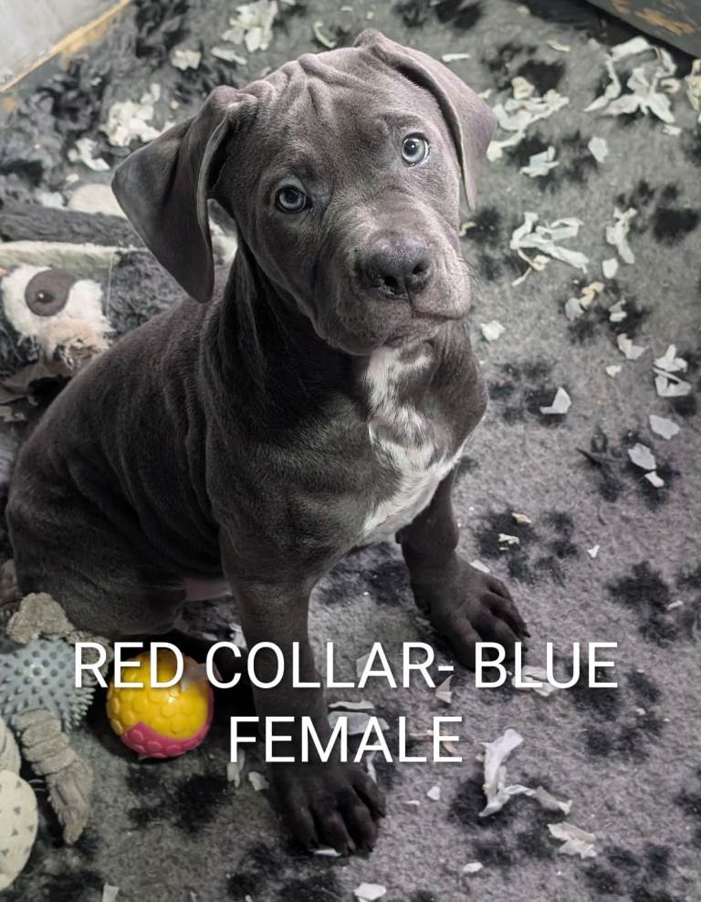 Cane corso puppies 