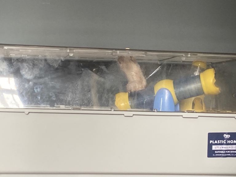 Gerbils and accessories