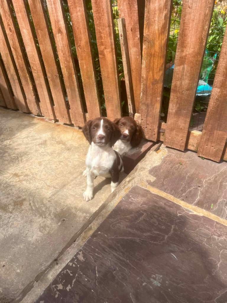 Kc reg English springer spaniel puppy